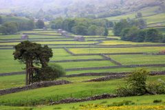 Fields-and-walls-buttercups