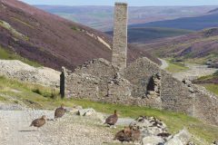 Old-Gang-grouse