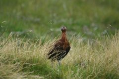 IMG_3814-9
