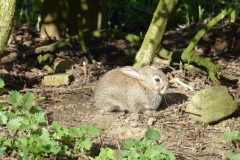 Bunny Rabbit